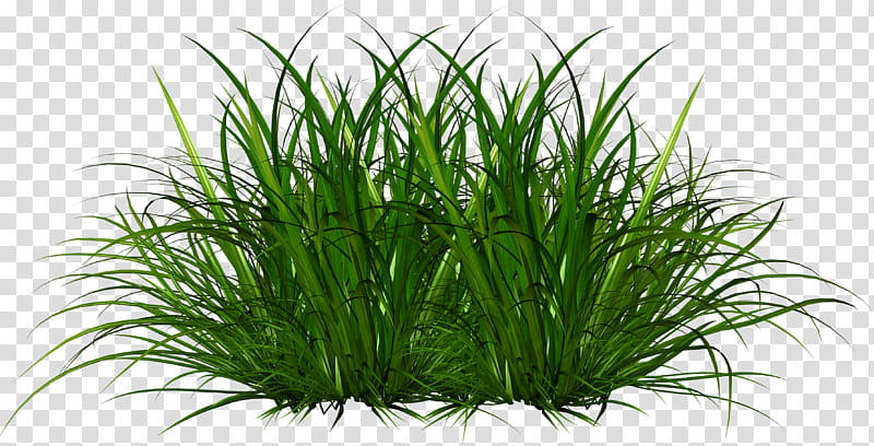 Green Grass, Ornamental Grass, Ornamental Plant, Grasses, Leaf, Plants, Feather Reed Grass, Pesticide transparent background PNG clipart