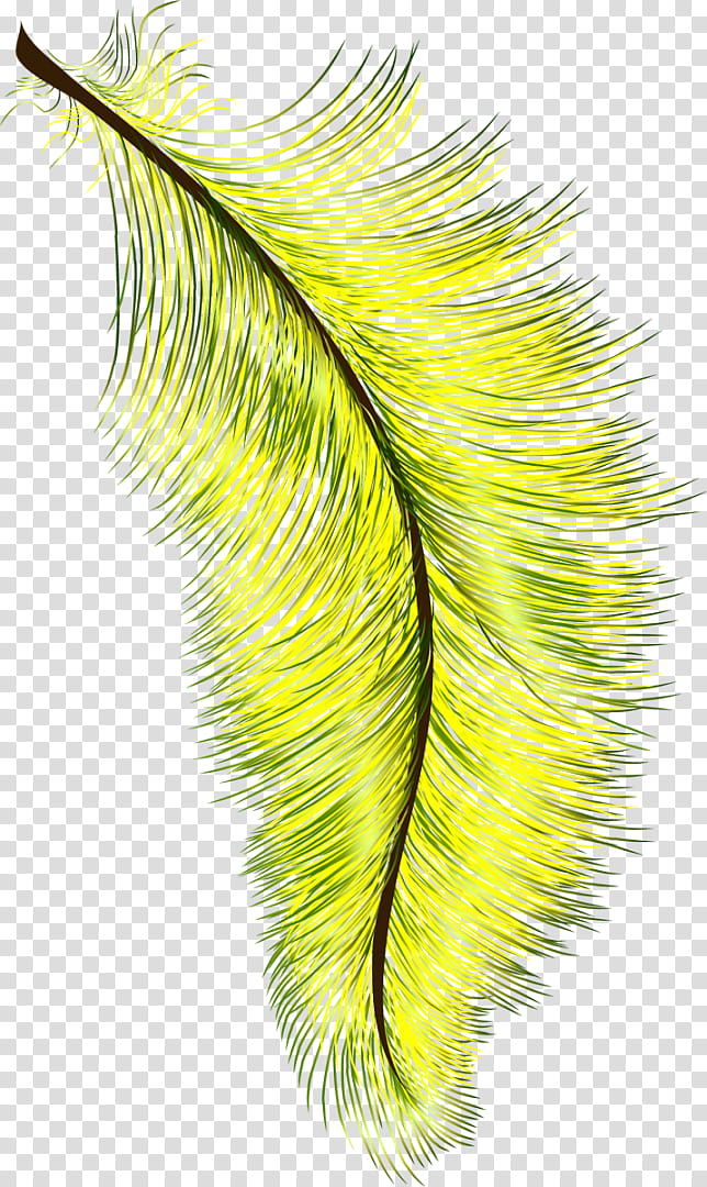 Bird Wing, Feather, Eyelash, Drawing, Yellow, Peafowl, Hair, Inkwell transparent background PNG clipart