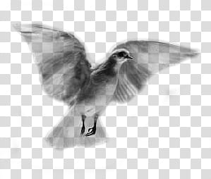 Birds Stamps, white dove illustration transparent background PNG clipart