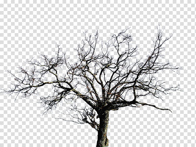 HALLOWEEN O, gray bare tree transparent background PNG clipart