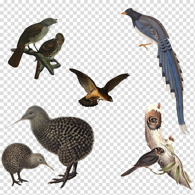 Variety of Birds , several assorted-colored birds illustration transparent background PNG clipart