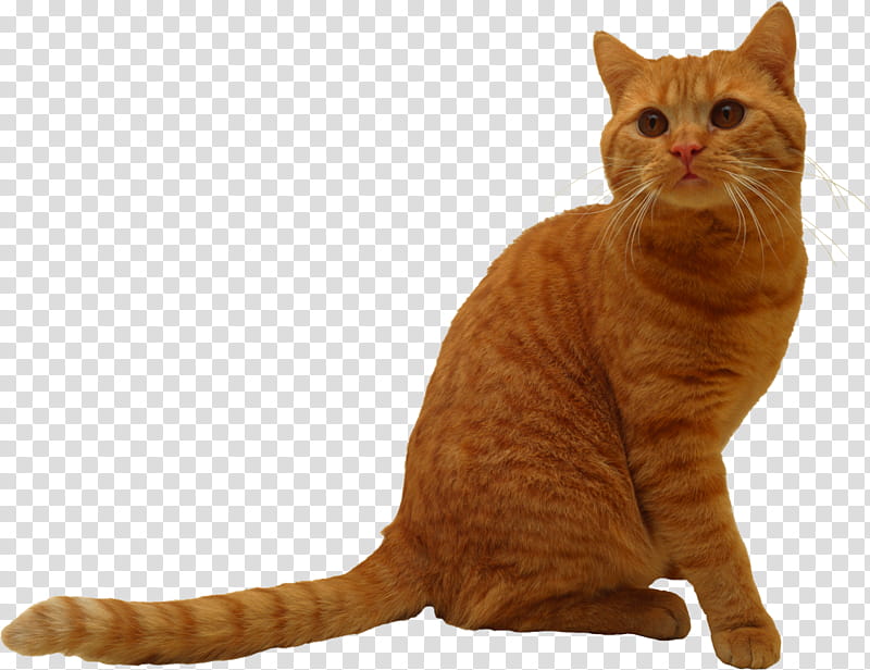 High Quality  Cats , sitting orange tab transparent background PNG clipart