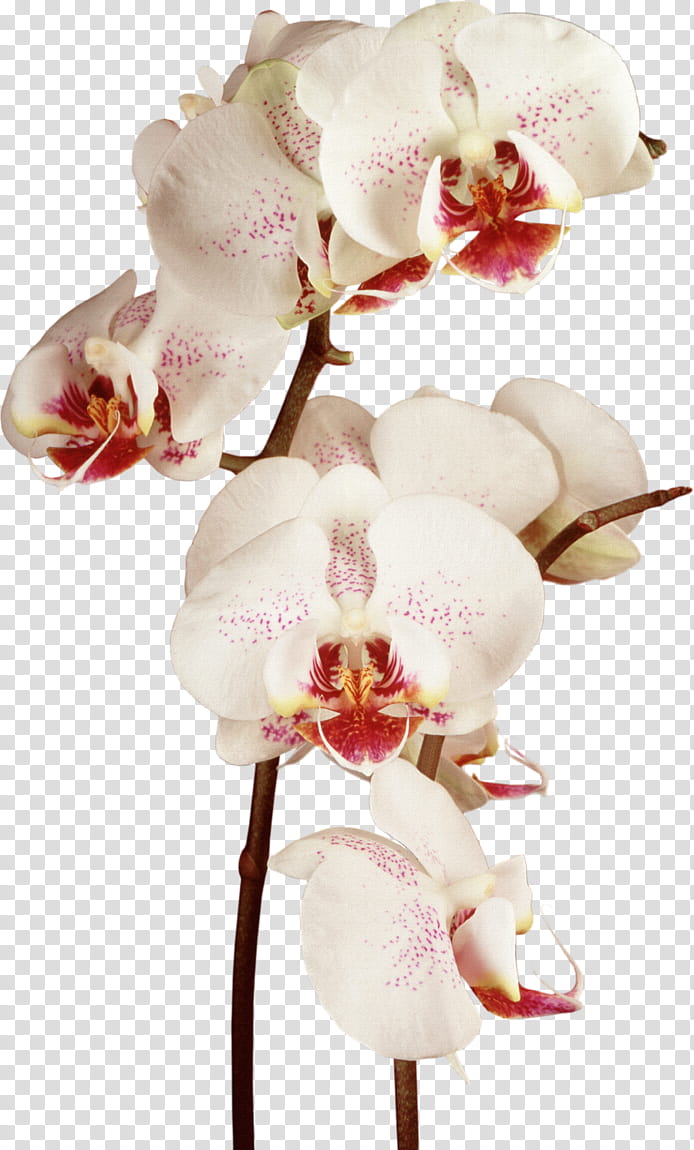Watercolor Pink Flowers, Drawing, Painting, Orchids, Watercolor Painting, Plant, Moth Orchid, Cut Flowers transparent background PNG clipart