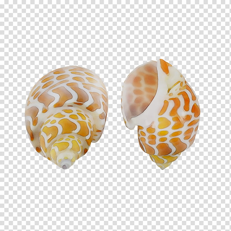 Coral, Seashell, Conch, Nautilidae, Conchology, Earring, Jewellery, Seashell Company transparent background PNG clipart