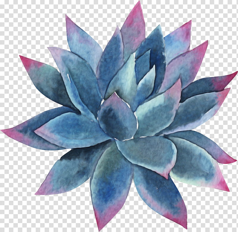 blue echeveria flower leaf plant, Agave, Petal, Terrestrial Plant, Lotus Family transparent background PNG clipart