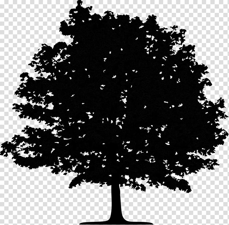Oak Tree Silhouette, Black, No, Drawing, Woody Plant, Leaf, Sky, Deciduous transparent background PNG clipart