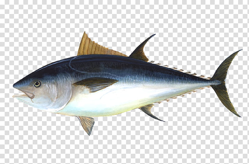 drawing of a Tuna fish transparent background PNG clipart