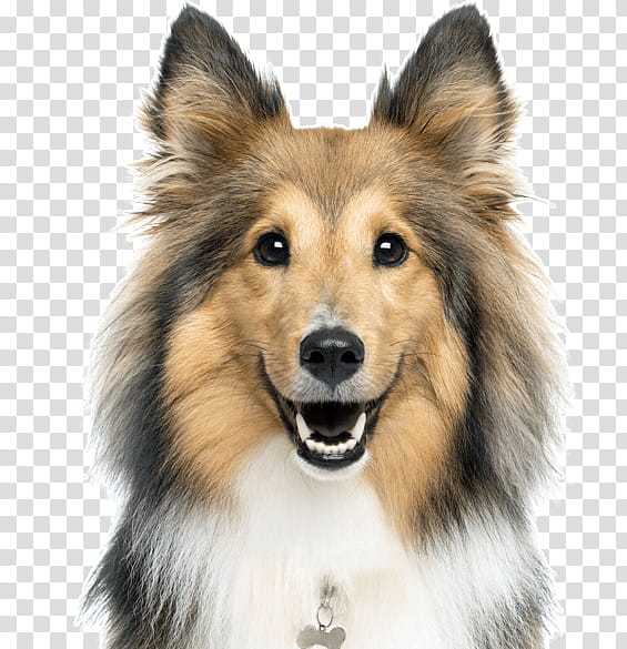 Collie Dog Rough Collie Lassie Red Photo Background And Picture For Free  Download - Pngtree