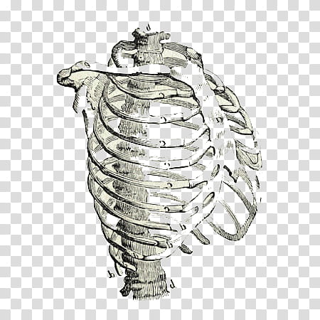 Anatomy v , ribcage sketch illustration transparent background PNG clipart