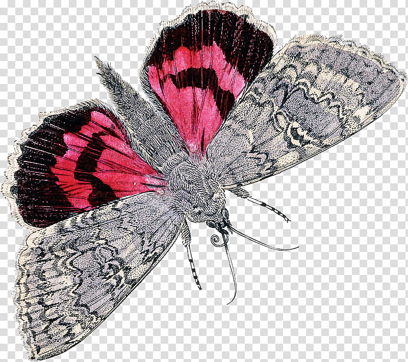 Feather, Insect, Butterfly, Moths And Butterflies, Pink, Wing, Pollinator, Underwing Moths transparent background PNG clipart
