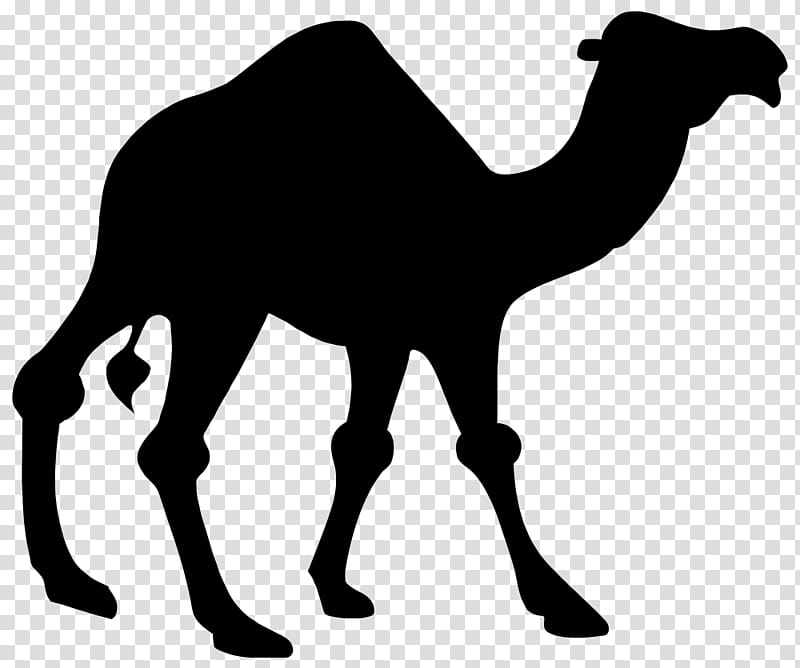 Camel Camel, Silhouette, Drawing, Camelid, Arabian Camel, Wildlife, Live, Animal Figure transparent background PNG clipart