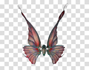 Wings Set 01 transparent background PNG clipart thumbnail