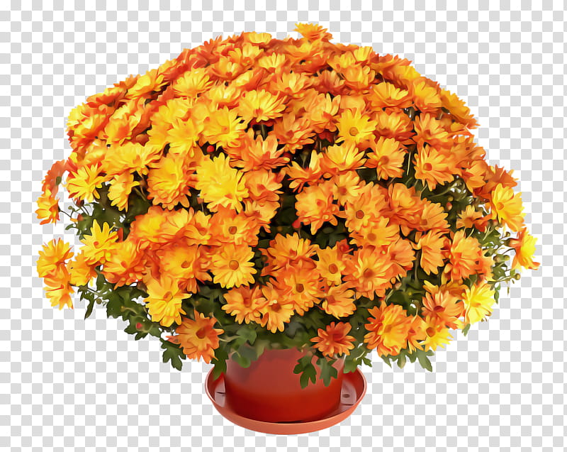 Orange, Flower, Tagetes, Cut Flowers, Flowerpot, Plant, Yellow, Bouquet transparent background PNG clipart