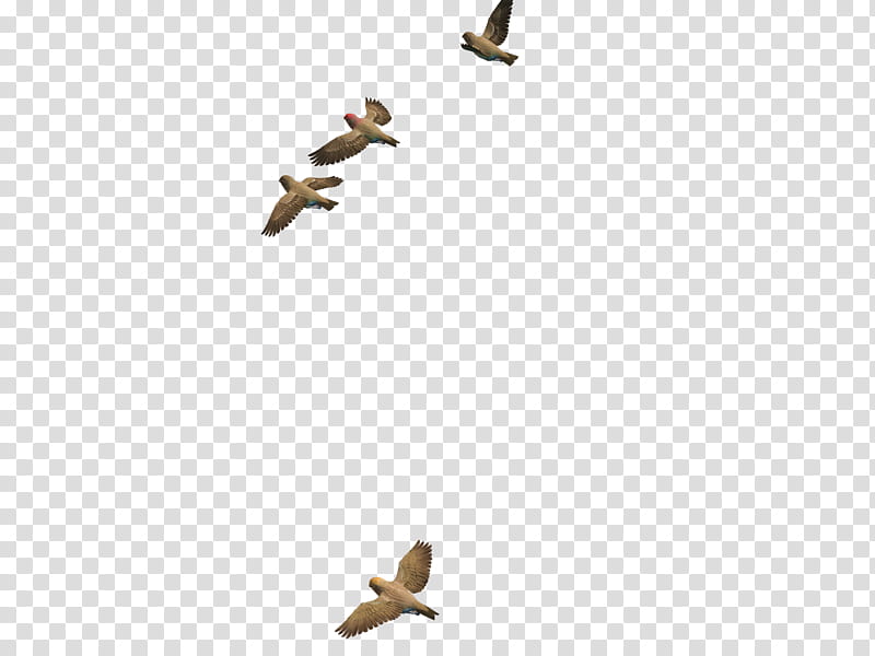 Flying Birds , four brown birds in mid air transparent background PNG clipart