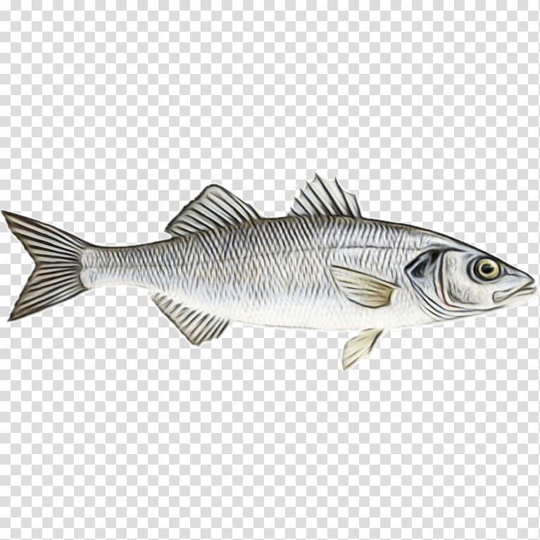 fish fish pike bass bony-fish, Watercolor, Paint, Wet Ink, Bonyfish, Rayfinned Fish, Perch, Striper Bass transparent background PNG clipart