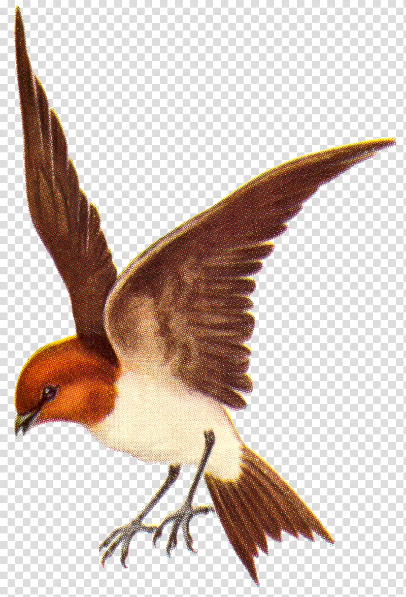 Birds Scans Set , brown and beige bird transparent background PNG clipart