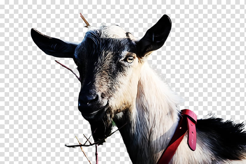 Goat goats goat-antelope cow-goat family feral goat, Goatantelope ...