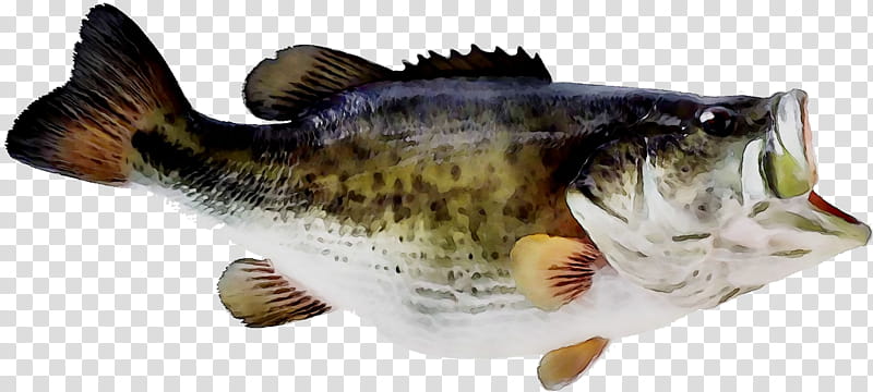 Largemouth Bass Bass Fishing Sunfishes, PNG, 534x526px, Largemouth Bass,  Bass, Bass Fishing, Bony Fish, Cod Download