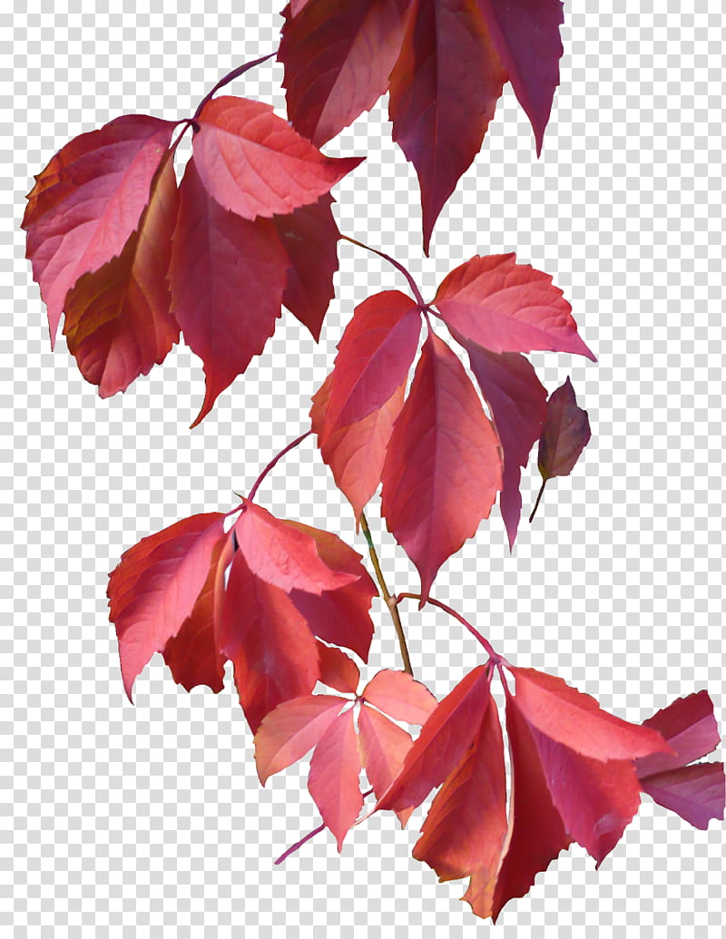 autumn leaves, red leaves transparent background PNG clipart