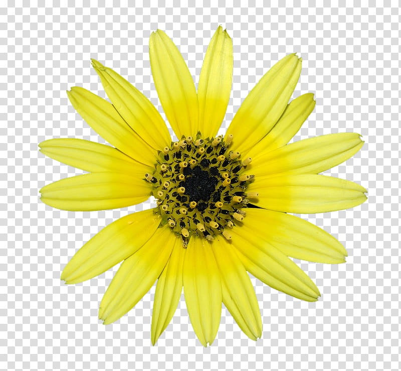 Yellow Flowers, yellow Singapore daisy flower in bloom transparent background PNG clipart