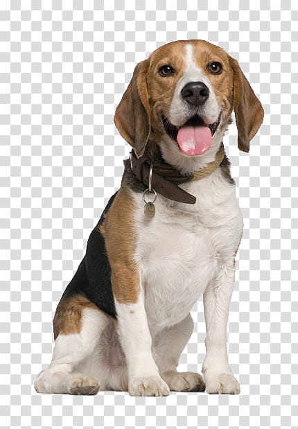 Chinese, Beagle, Chinese Crested Dog, Puppy, Maltese Dog, Pet Sitting, Bark, Dog Walking transparent background PNG clipart
