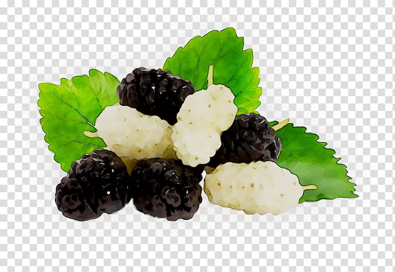 Fruit, Recipe, Superfood, Blackberry, Blackberry Limited, Plant, Ingredient, Rubus transparent background PNG clipart