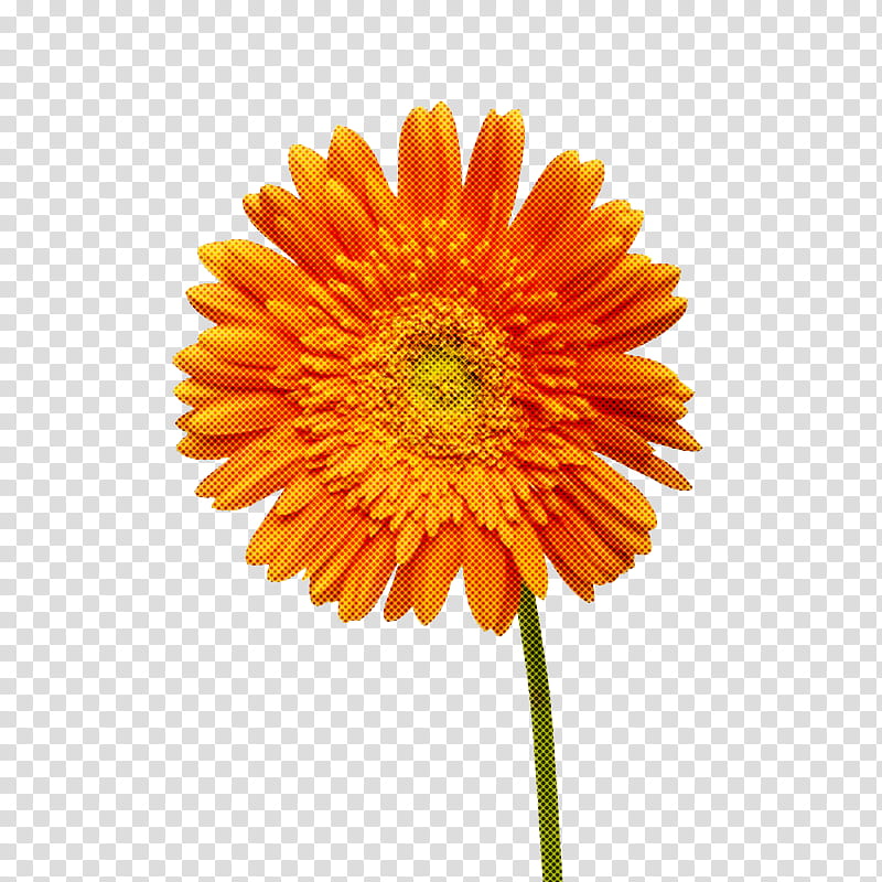 Artificial flower, Barberton Daisy, English Marigold, Gerbera, Orange, Yellow, Plant, Petal transparent background PNG clipart