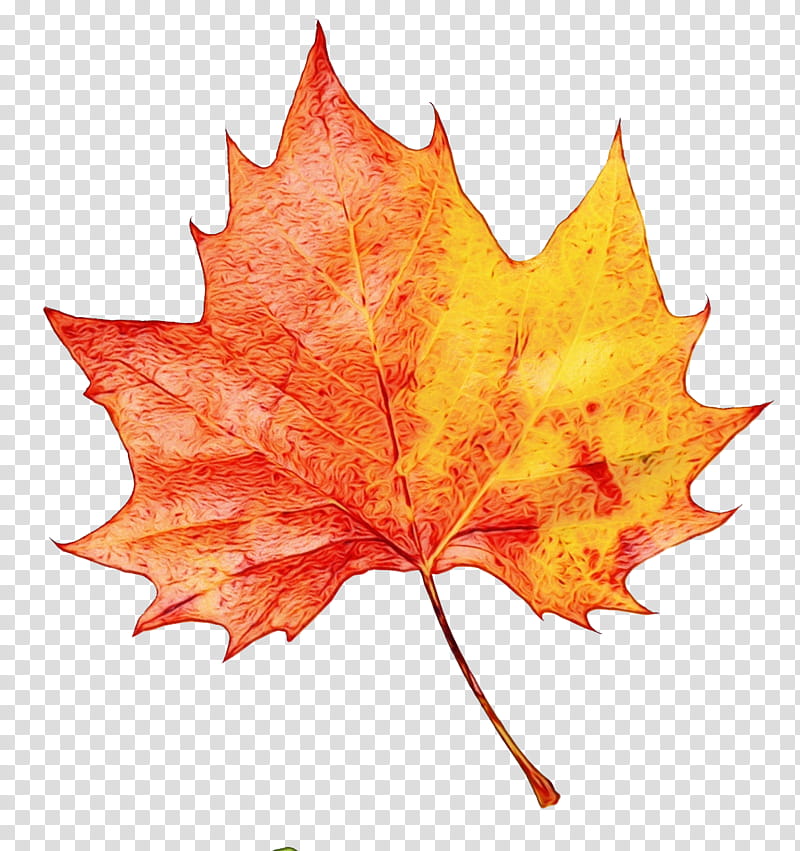 Canada Maple Leaf, Watercolor, Paint, Wet Ink, Review, Price, Goods, Comparison Shopping Website transparent background PNG clipart