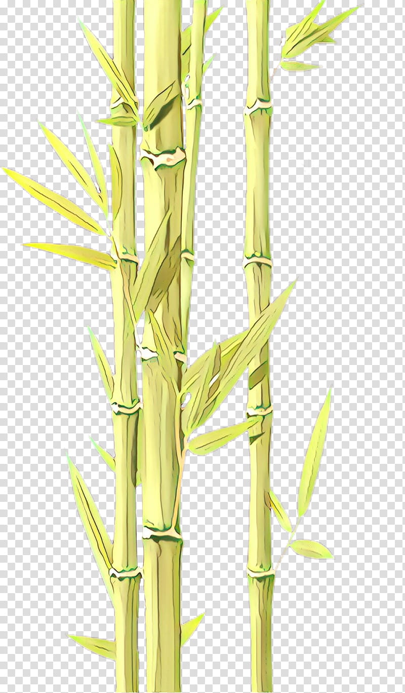 bamboo plant stem plant elymus repens grass family, Cartoon, Terrestrial Plant, Flower, Cane, Bamboo Shoot transparent background PNG clipart