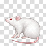 emojis, white mouse with red eyes transparent background PNG clipart
