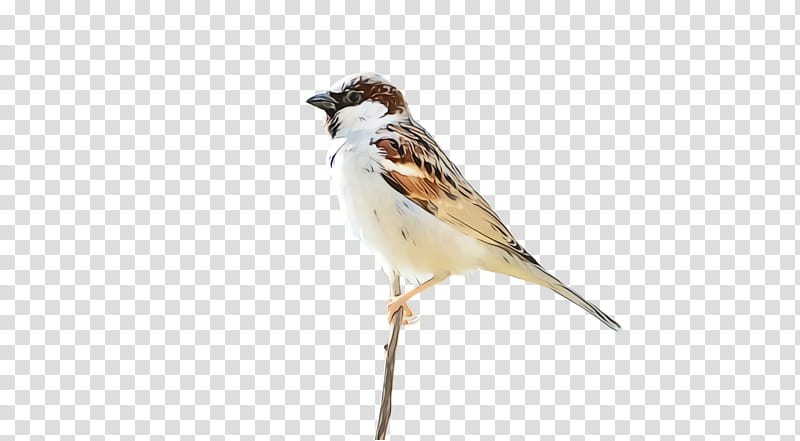 bird sparrow beak house sparrow songbird, Watercolor, Paint, Wet Ink, Perching Bird, Emberizidae, Finch, Brambling transparent background PNG clipart