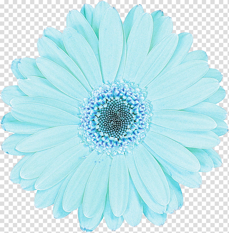 Daisy, Barberton Daisy, Gerbera, Blue, Turquoise, Petal, Flower, Aqua transparent background PNG clipart