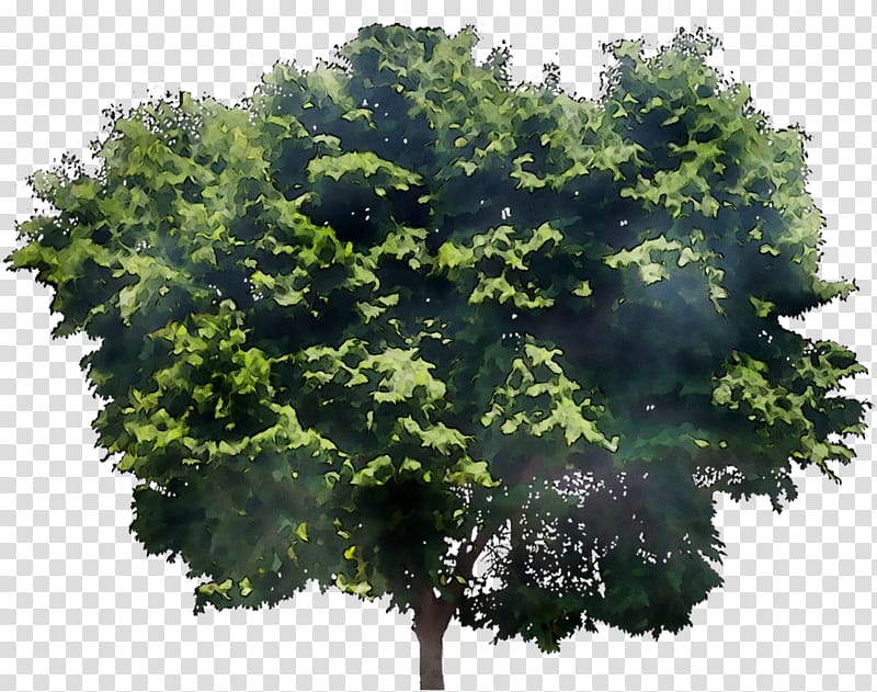 Oak Tree Leaf, Green Ash, Native Trees In Toronto, Fraxinus Americana, Plane Trees, Indiana, Walnut Tree, Plants transparent background PNG clipart