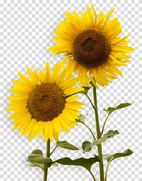 Web Design, Sunflower, Skin, Common Sunflower, Sunflower, Yellow, Sunflower Seed, Plant transparent background PNG clipart