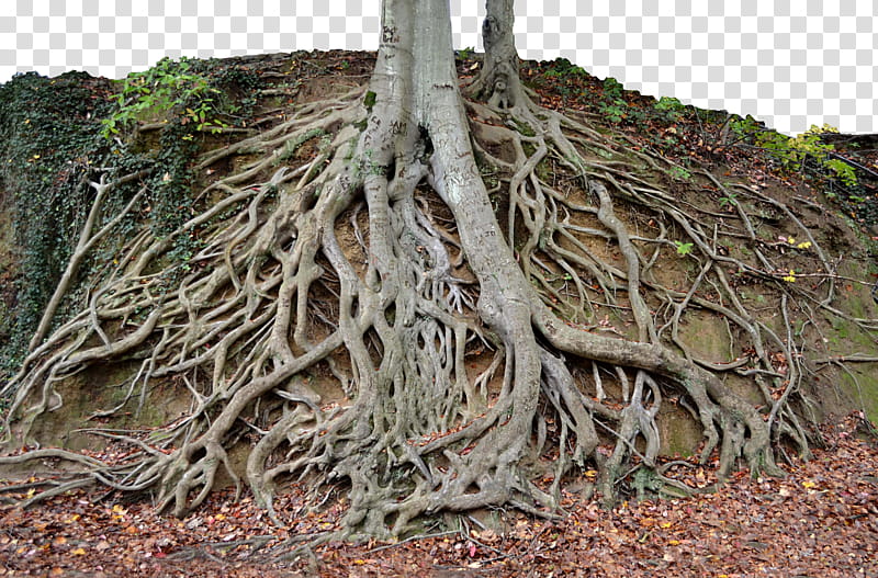 Giant Tree Roots Tree Trunk , gray tree branch transparent background PNG clipart