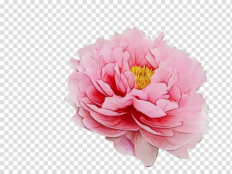 Family Tree, Moutan Peony, Flower, Tree Peony, Paeonia Rockii, Floral Emblem, Cut Flowers, Chinese Peony transparent background PNG clipart
