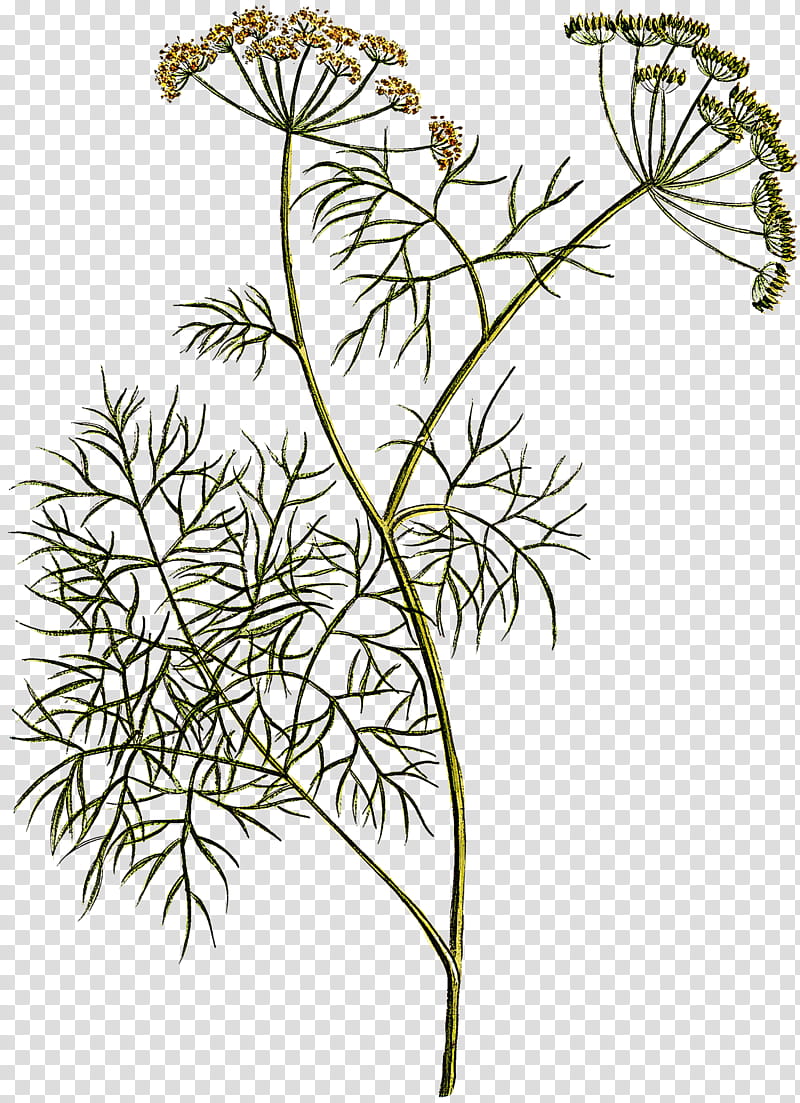 plant flower cow parsley heracleum (plant) parsley family, Heracleum Plant, Plant Stem, Chamomile, Pedicel, Anthriscus, Wild Carrot, Angelica transparent background PNG clipart