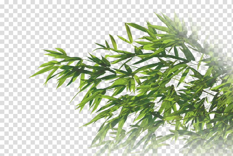 Bamboo Tree, Branch, Leaf, Gum Trees, Willow, Plants, Trunk, Grass transparent background PNG clipart