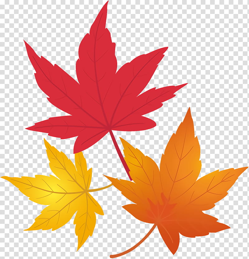 maple leaves autumn leaves fall leaves, Leaf, Maple Leaf, Tree, Red, Plant, Black Maple, Woody Plant transparent background PNG clipart