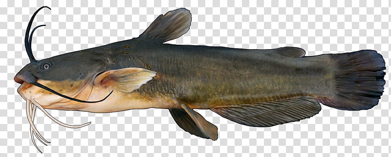 Fishing, Catfish, Carp, Yellow Bullhead, Brown Bullhead, Channel Catfish, Black Bullhead, Cod transparent background PNG clipart