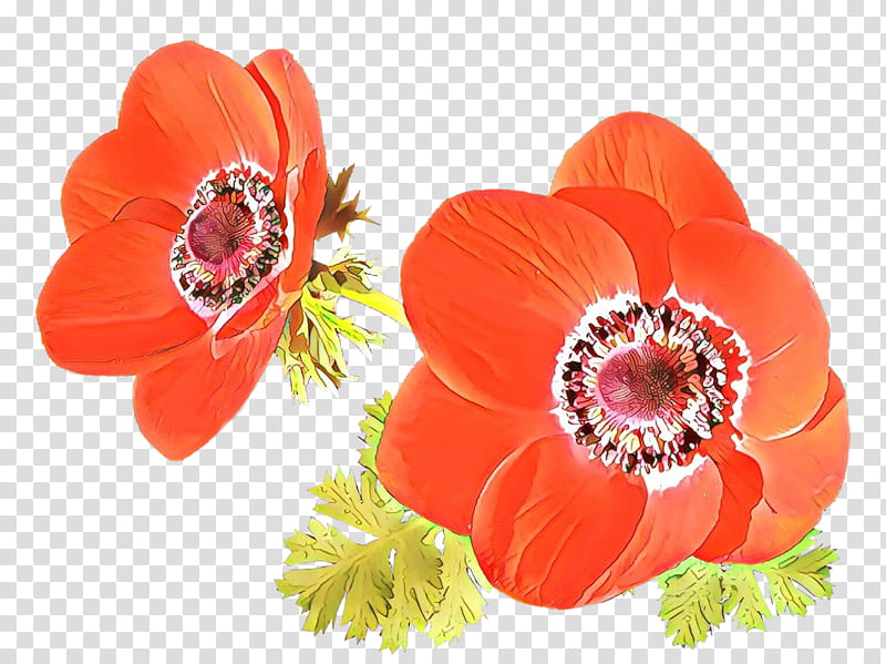 Orange, Cartoon, Petal, Flower, Plant, Coquelicot, Anemone, Poppy Family transparent background PNG clipart