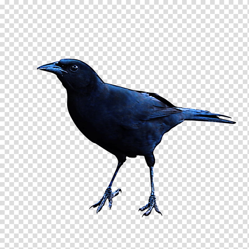 bird beak fish crow crow crow-like bird, Crowlike Bird, Raven, Perching Bird, Boat Tailed Grackle, Blackbird transparent background PNG clipart