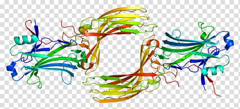 Arrestin Beta 1 Text, Adrenergic Receptor, Beta1 Adrenergic Receptor, Protein, Protein Kinase, Beta Adrenergic Receptor Kinase, Gene, Beta2 Adrenergic Receptor transparent background PNG clipart