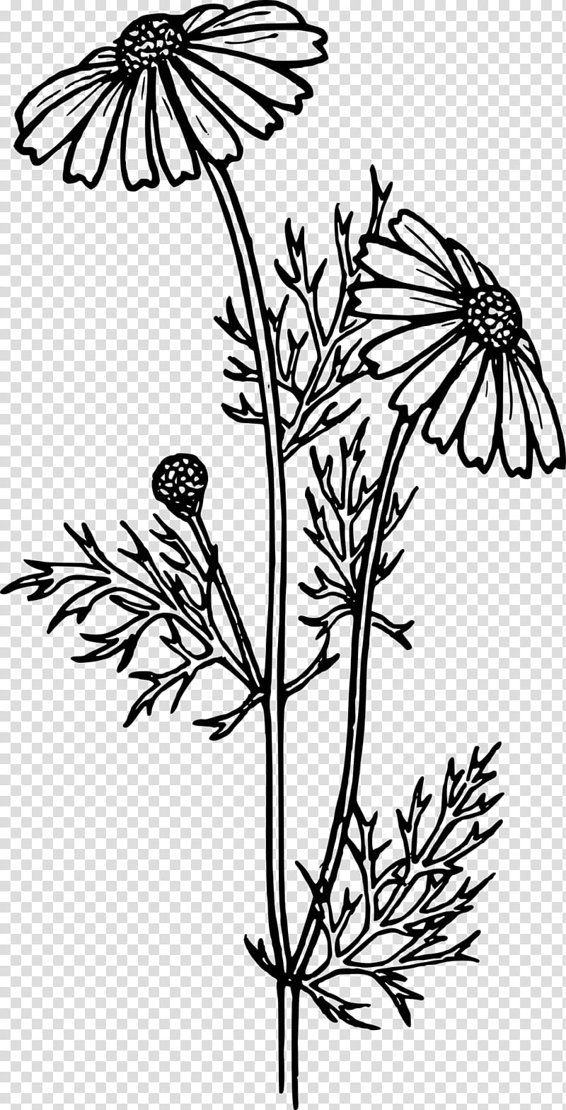 Drawing Of Family, Feverfew, Line Art, Coloring Book, Plant, Flower, Plant Stem, Pedicel transparent background PNG clipart