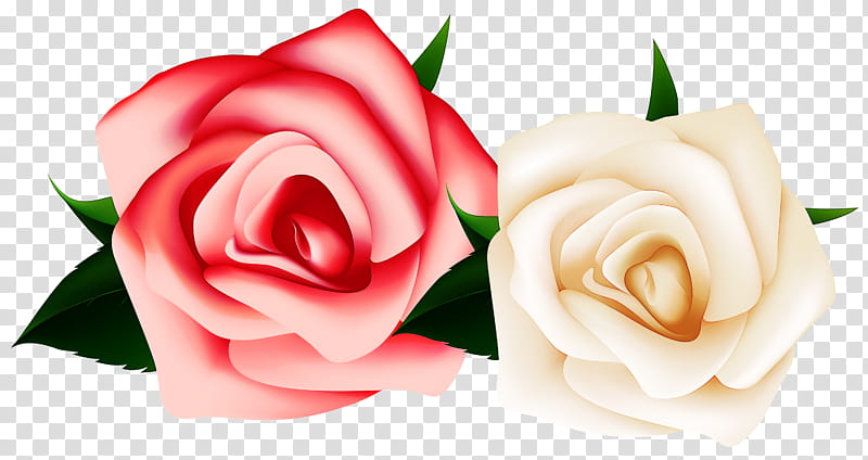 Garden roses, Flower, Pink, Petal, Hybrid Tea Rose, Rose Family, Plant, Flowering Plant transparent background PNG clipart