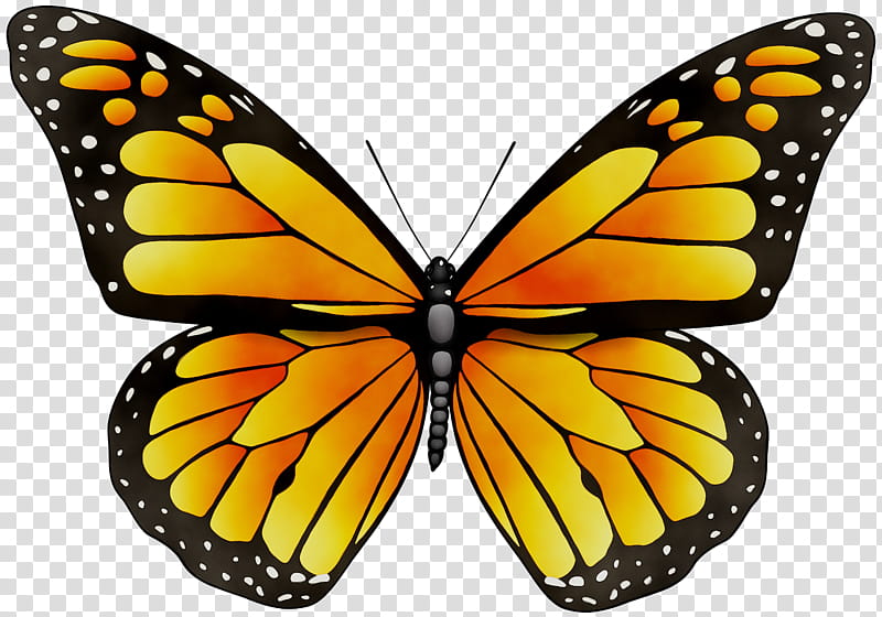 Monarch Butterfly, Insect, Mexican Butterfly Weed, Caterpillar, Yellow Monarch Butterfly, Tiger Milkweed Butterflies, Lepidoptera, Moths And Butterflies transparent background PNG clipart