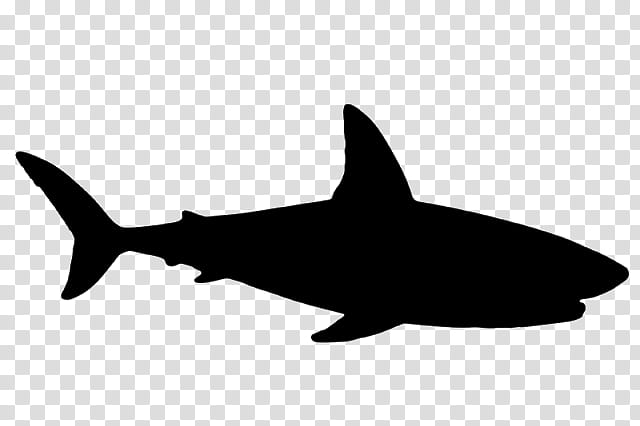 Great White Shark, Requiem Sharks, Drawing, Cover Art, Fish, Fin, Cartilaginous Fish, Lamniformes transparent background PNG clipart
