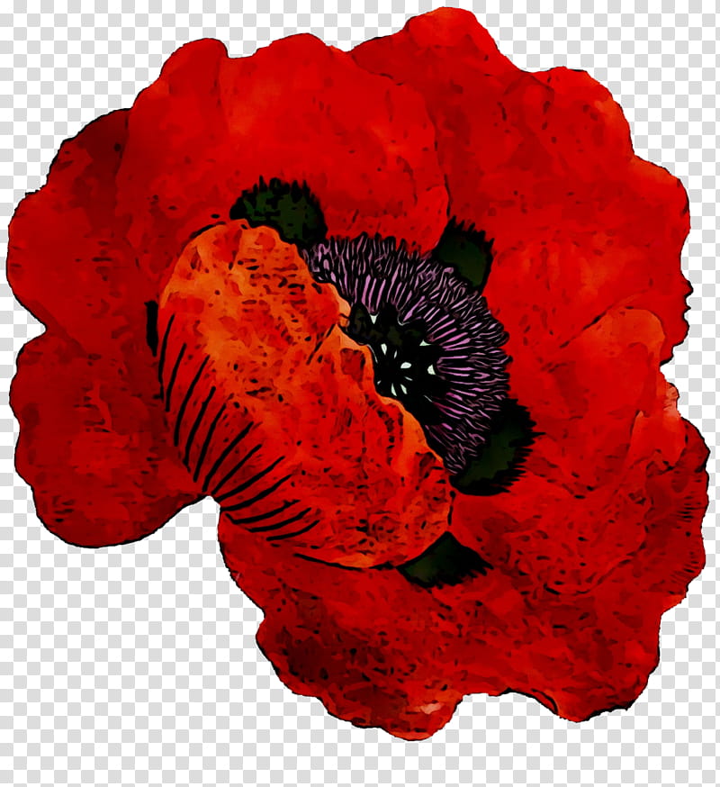 Corn, Red, Oriental Poppy, Petal, Flower, Poppy Family, Plant, Coquelicot transparent background PNG clipart