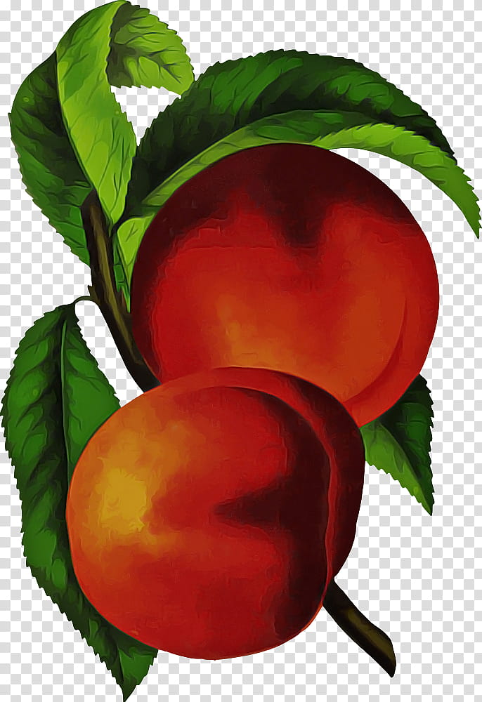 european plum peach plant leaf tree, Fruit, Flower, Nectarine, Food transparent background PNG clipart