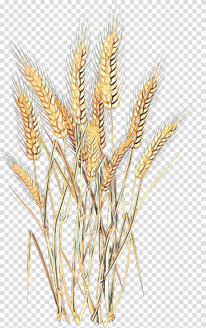 Grass Flower, Emmer, Einkorn Wheat, Spelt, Barley, Cereal, Rye, Triticale transparent background PNG clipart
